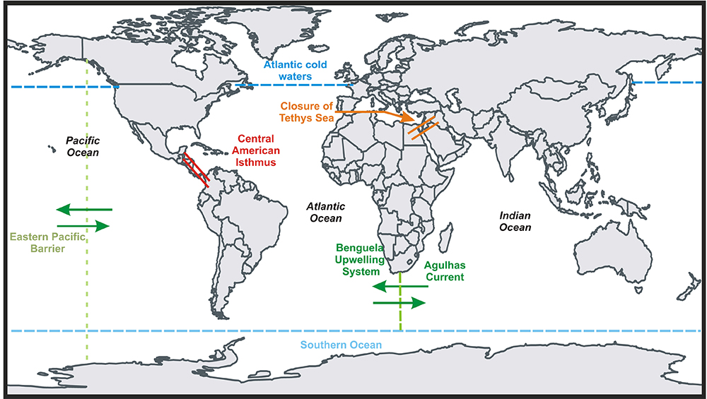 biogeografia delphinae