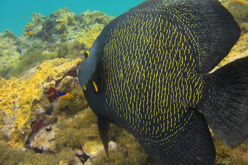 fernando noronha