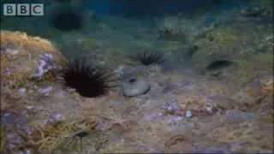 Army of Sea Urchins - Planet Earth - BBC Wildlife