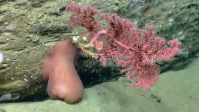 Habitat Exploration: Deep-Sea Corals